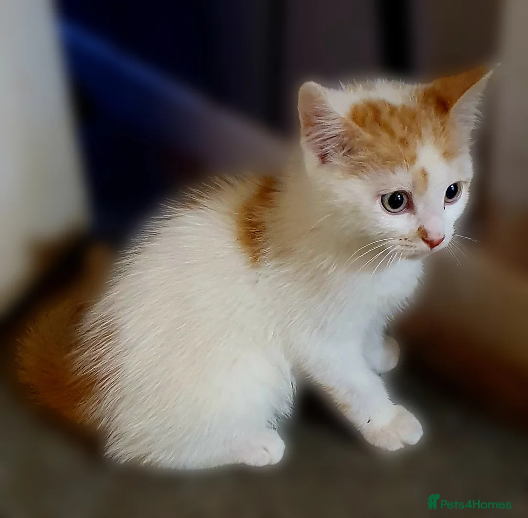 Mixed Breed cats for sale: Gorgeous kitten  in Wakefield - Advert 4