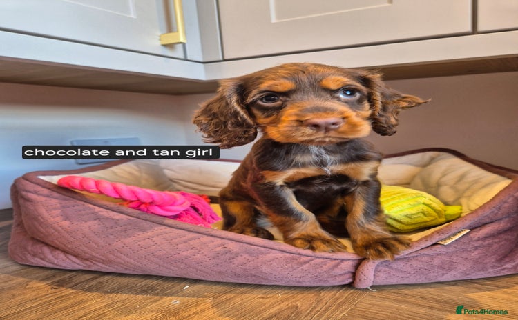 Cocker Spaniel dogs - Advert 16