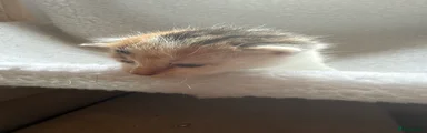 Mixed Breed 2
