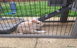 Mini Lop rabbits for sale: Baby minilop rabbit 9 weeks - Image 4