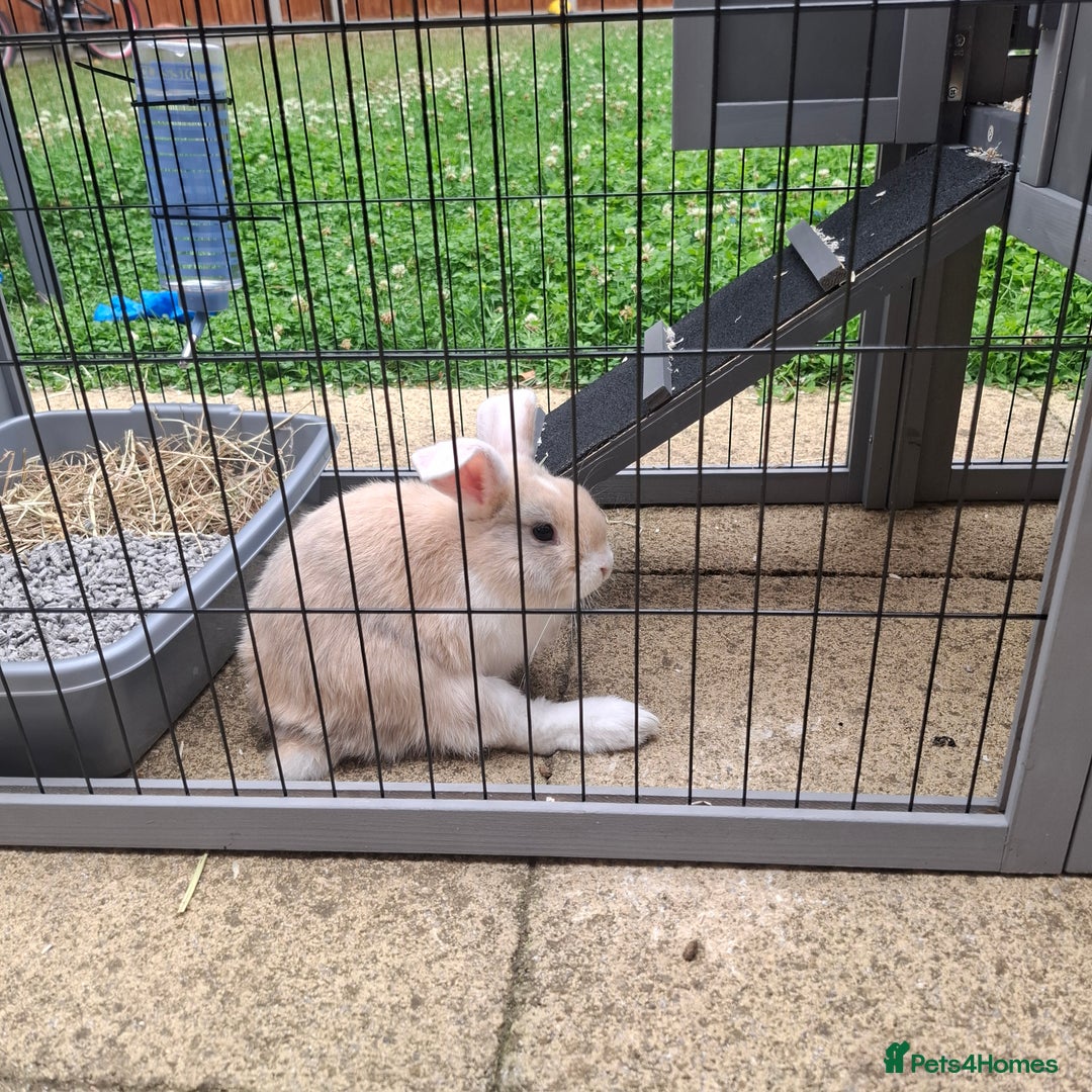 Mini Lop rabbits for sale: Baby minilop rabbit 9 weeks - Image 4