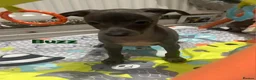 Italian Greyhound dogs for sale: 20 th feb KC reg quality  Just 1 blue boy & girl - Advert 4