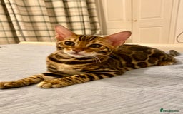 Bengal cats for sale: One Girl left .😻✨TICA registered  - Image 14