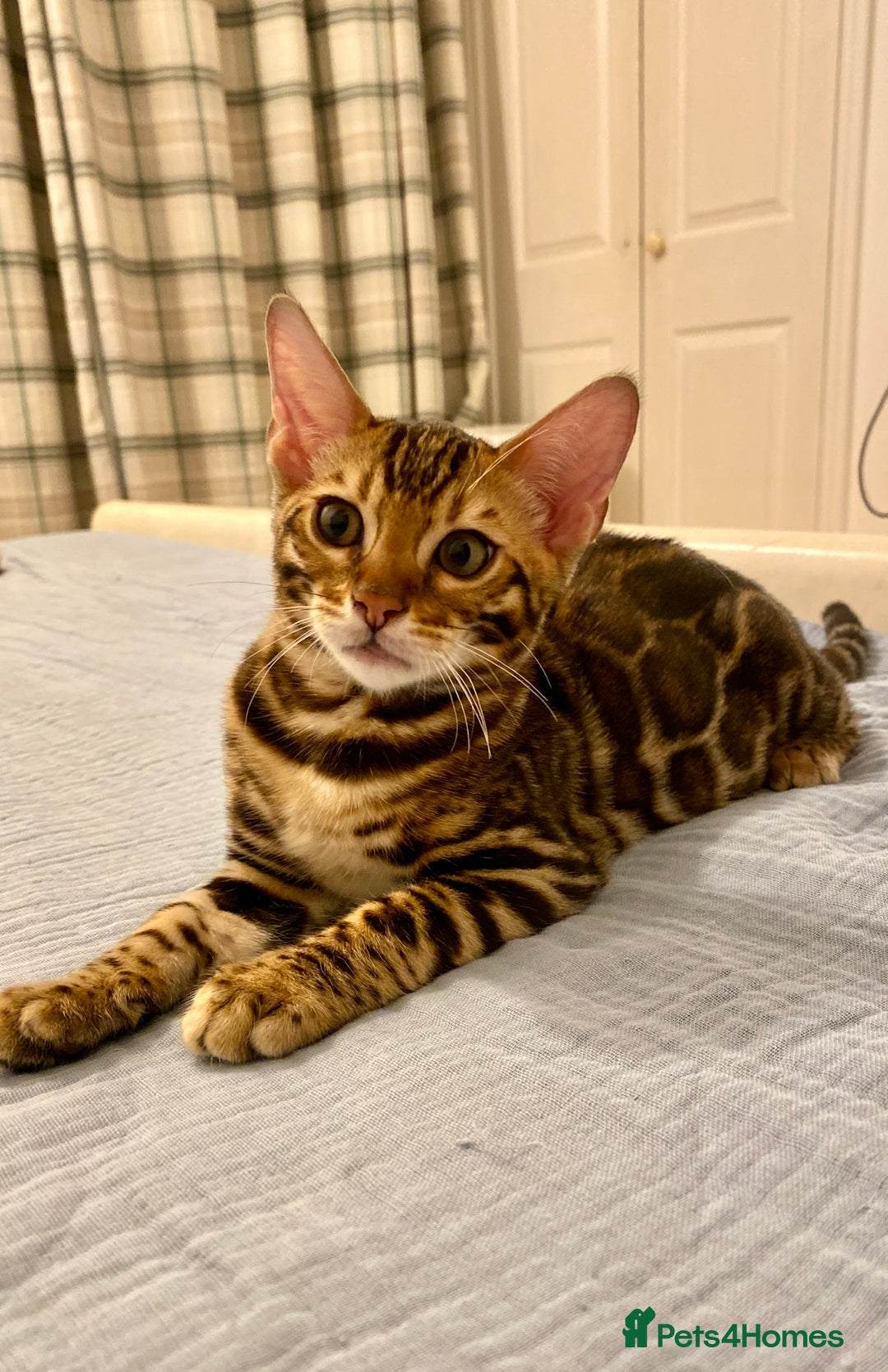Bengal cats for sale: One Girl left .😻✨TICA registered  - Image 14
