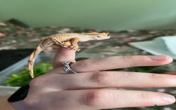Gecko reptiles for sale: Lilly white and Dalmatian harlequin crested geckos - Image 16