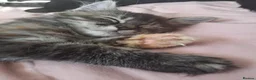 Mixed Breed cats for sale: Forever homes wanted - Advert 18