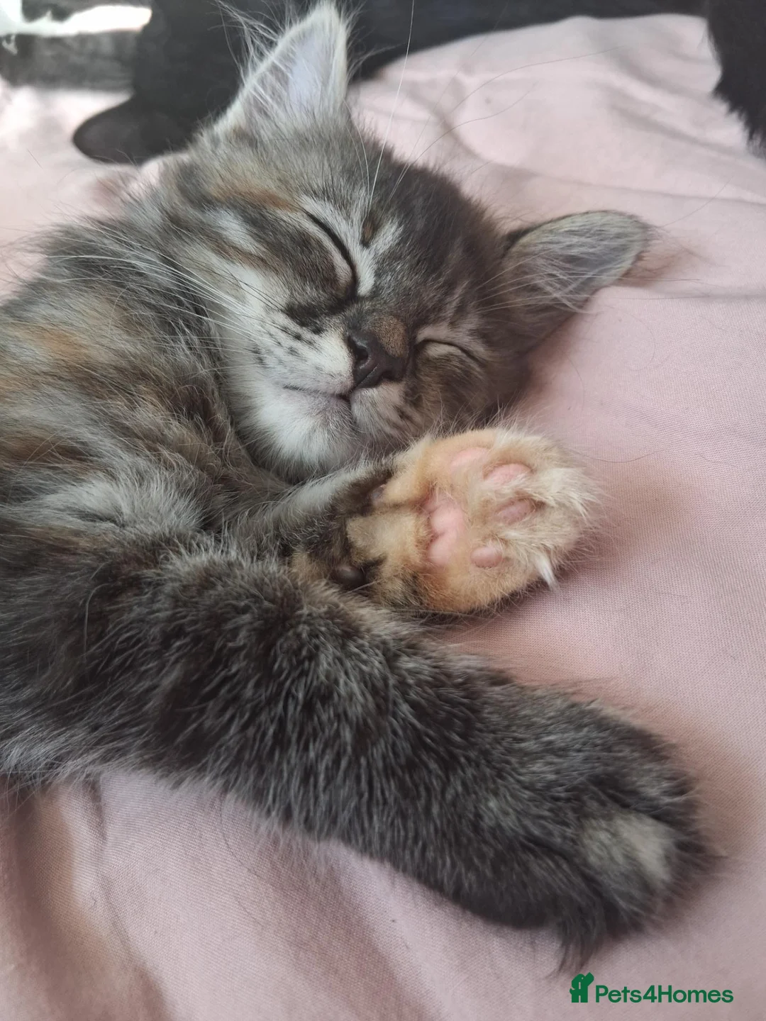 Mixed Breed cats for sale: Forever homes wanted - Advert 18