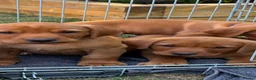 Labrador Retriever dogs for sale: Labrador puppies Fox Red - Advert 5