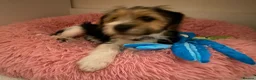 Mixed Breed dogs for sale: 6 month Jack Russel mix looking for new home - Advert 2