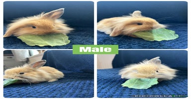 Mini Lion Lop rabbits - Advert 11