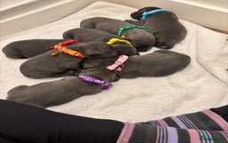 Staffordshire Bull Terrier dogs for sale: Beautiful Blue Stafford bullterriers - Image 9