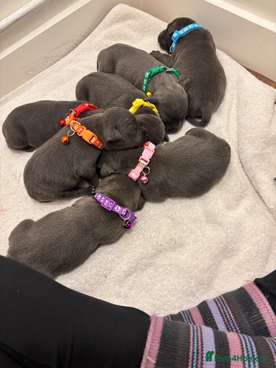 Staffordshire Bull Terrier dogs for sale: Beautiful Blue Stafford bullterriers - Image 9