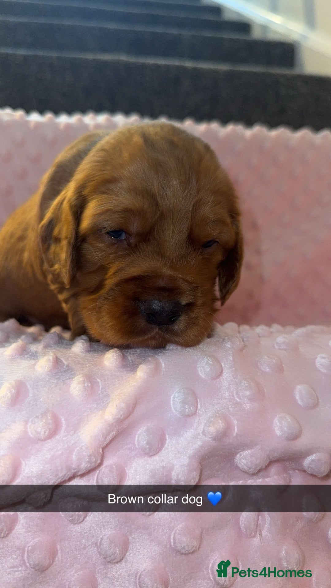 Cocker Spaniel dogs for sale: Red cocker spaniel  - Image 7