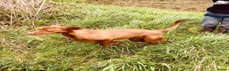 Hungarian Vizsla dogs for sale: Hungarian vizsla  in Saint Helens - Advert 2