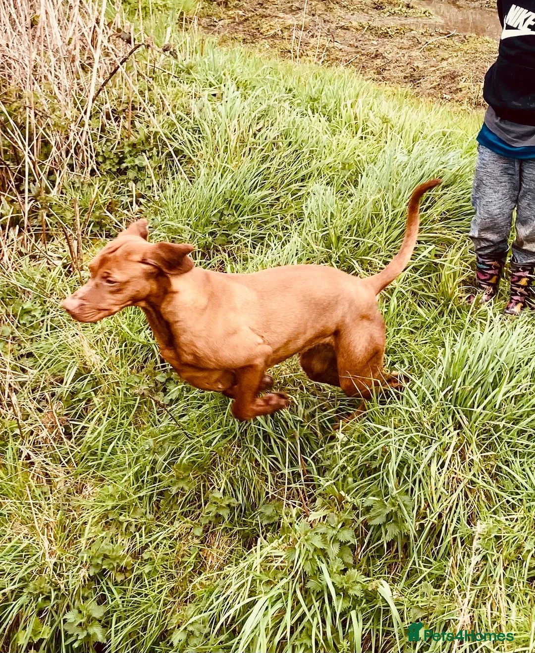 Hungarian Vizsla dogs for sale: Hungarian vizsla  in Saint Helens - Advert 2