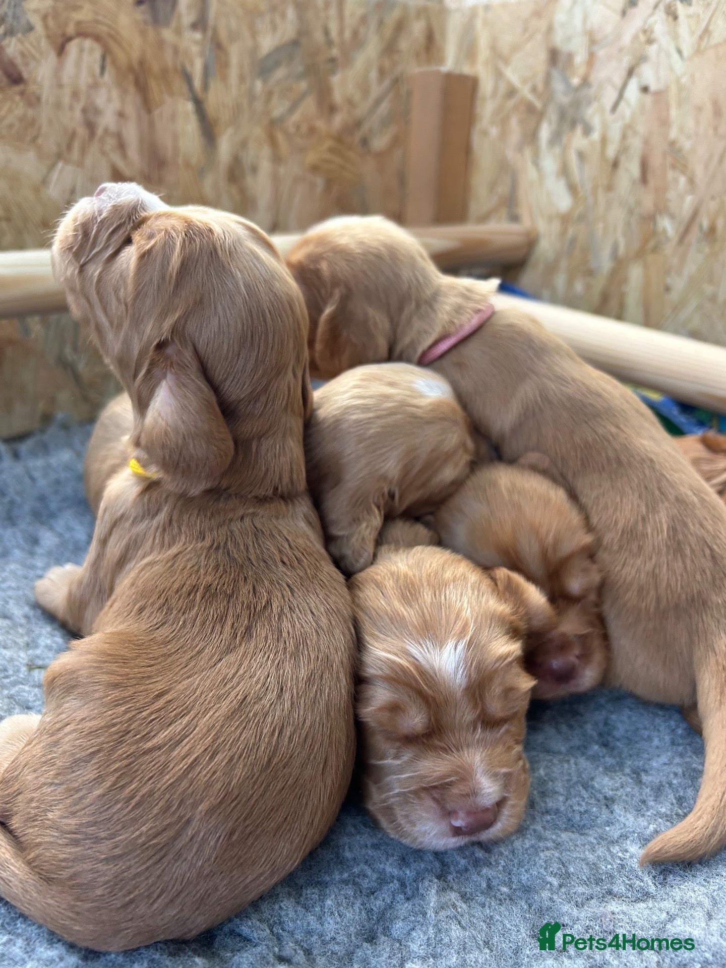 Cocker Spaniel dogs Litter of Kennel Club working Cocker Spaniels - Advert 1