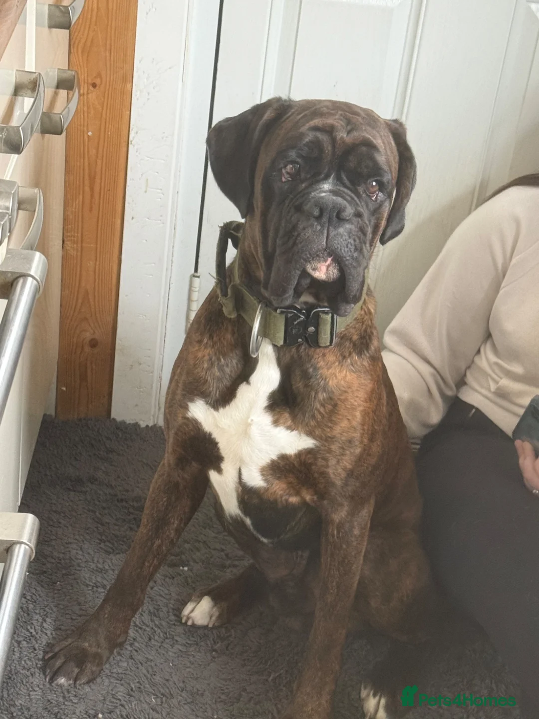 Boxer dogs for sale: Gorgeous boy unfortunately needing new home  - Advert 2
