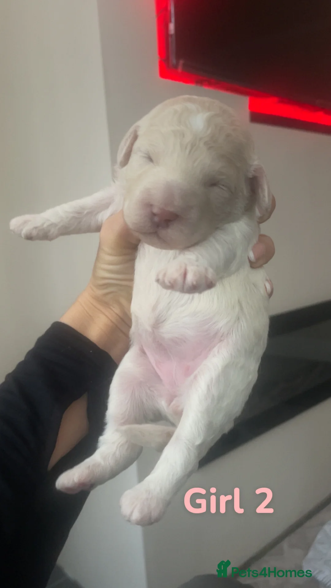 Poochon dogs for sale: ❤️ gorgeous poochons ❤️ - Advert 2