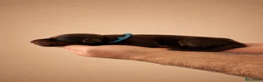Dobermann 10