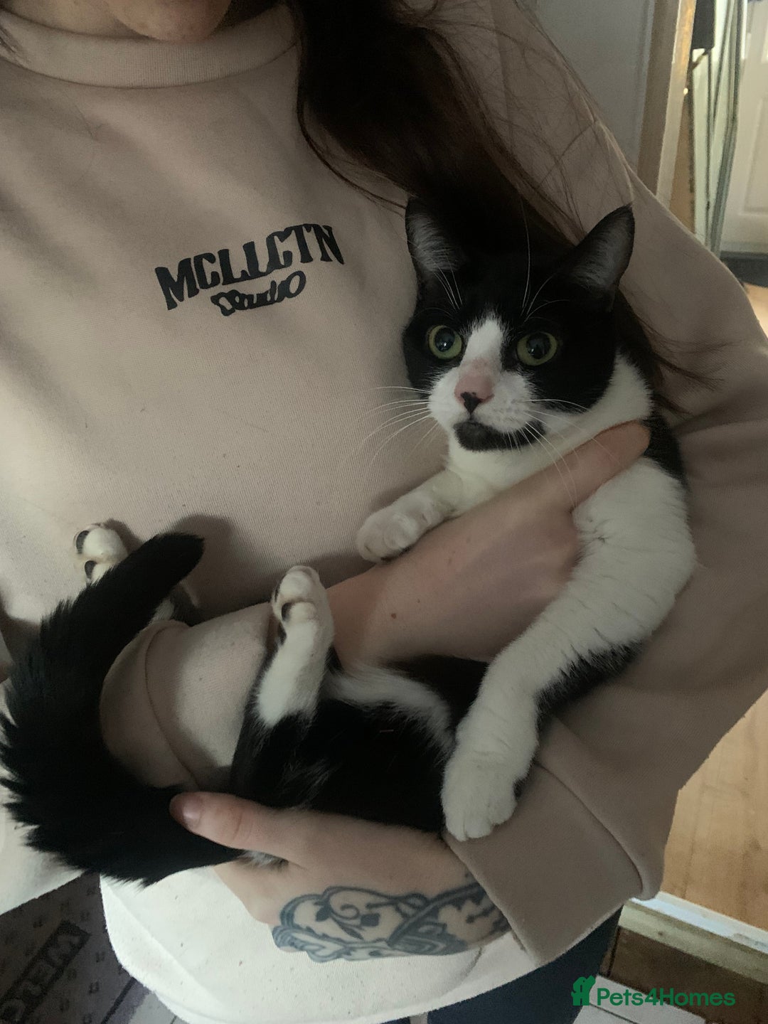 Mixed Breed cats for sale: Beautiful Black and white Mature cat  - Advert 1