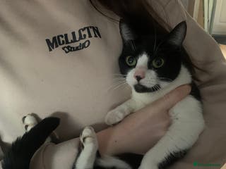 Mixed Breed cats Beautiful Black and white Mature cat - Advert 2