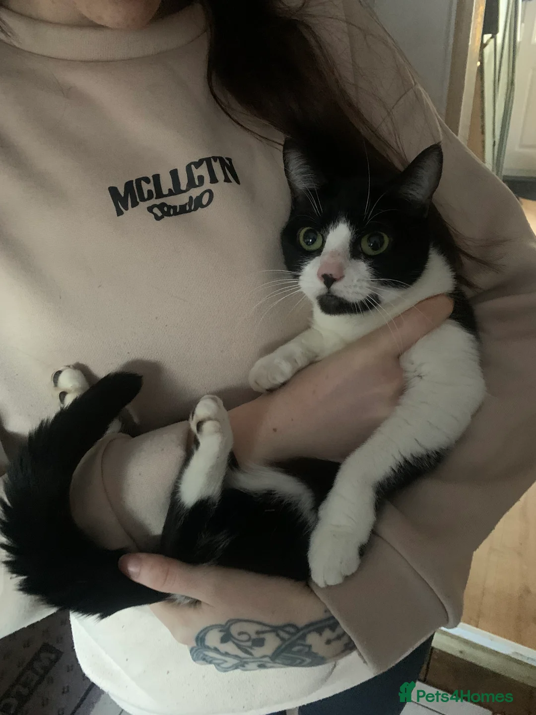 Mixed Breed cats for sale: Beautiful Black and white Mature cat  - Advert 1