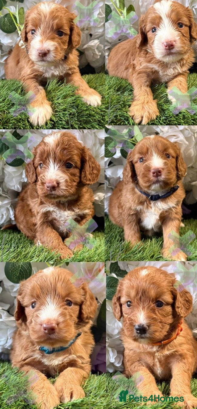 Cockapoo dogs F1 Apricots and fox reds mini cockapoos 30 dna clr - Advert 2