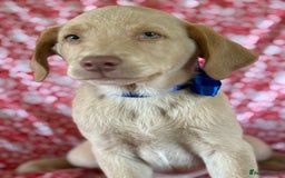 Labrador Retriever dogs for sale: Kc reg SILVER AND CHAMPAGNE LABRADORS  - Image 4