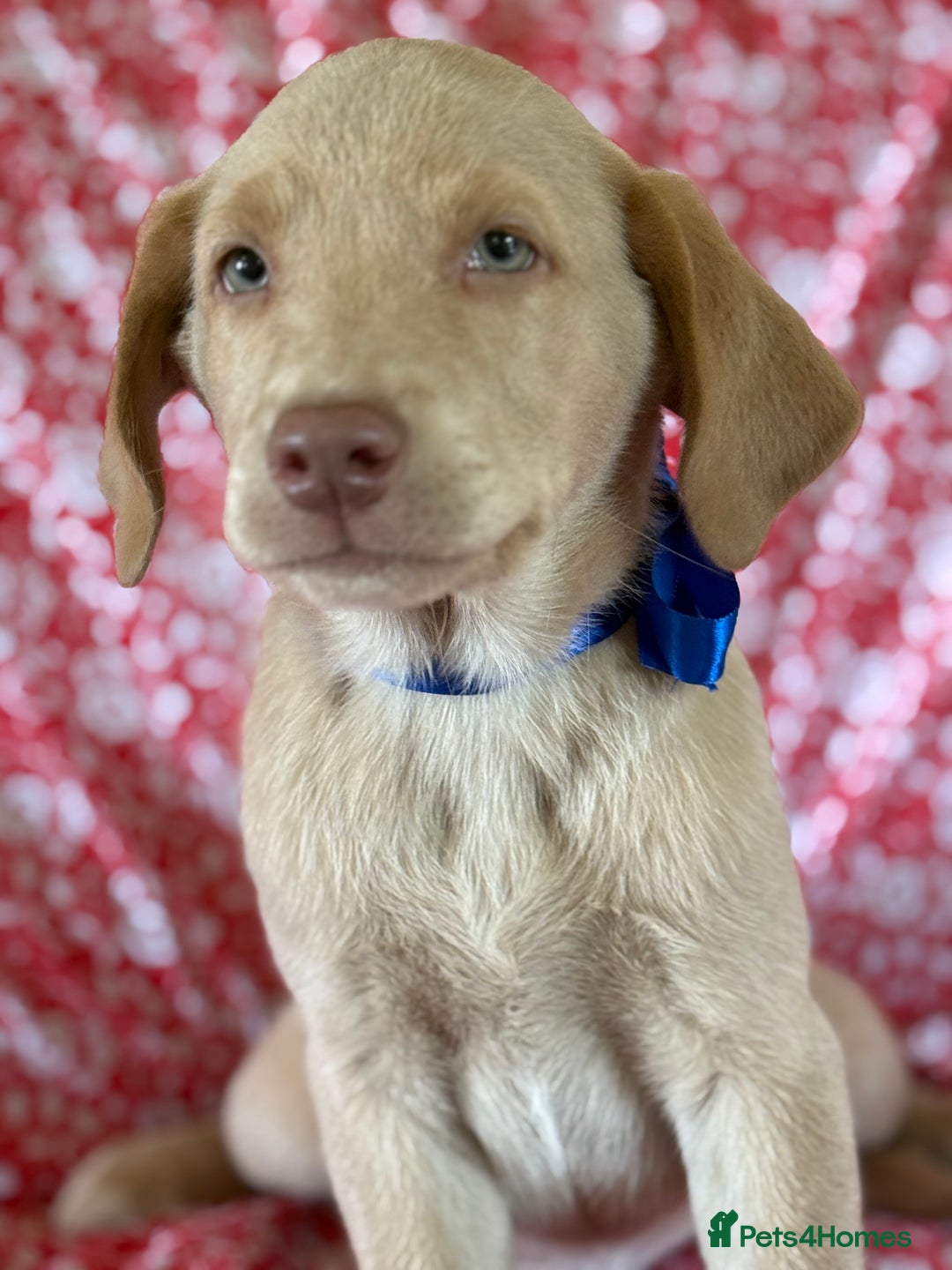 Labrador Retriever dogs for sale: Kc reg SILVER AND CHAMPAGNE LABRADORS  - Image 4