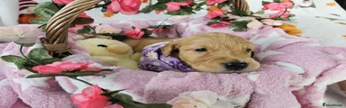 Golden Retriever 5