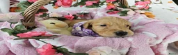 Golden Retriever dogs for sale: Adorable KC reg golden retriever puppies - Advert 2