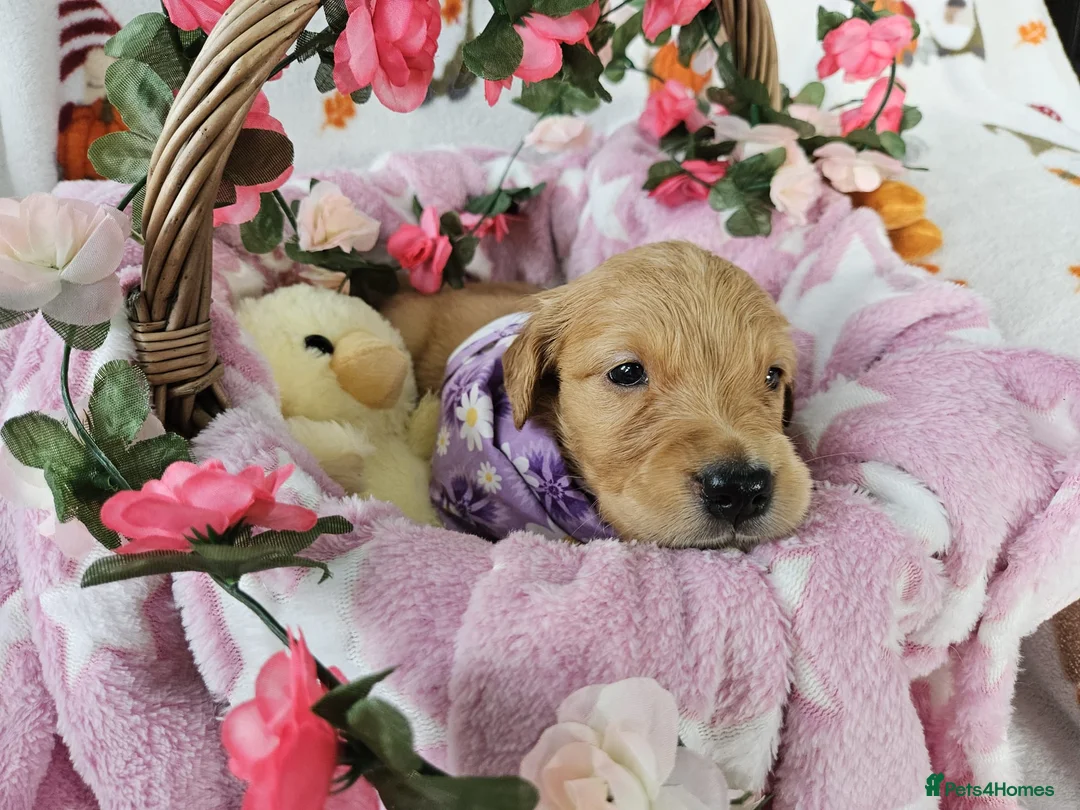 Golden Retriever dogs for sale: Adorable KC reg golden retriever puppies - Advert 2