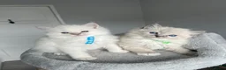 Ragdoll cats for sale: GCCF ragdoll kittens for sale - Advert 30