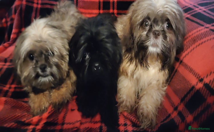 Shih Tzu dogs - Advert 5