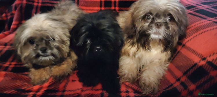 Shih Tzu dogs - Advert 2