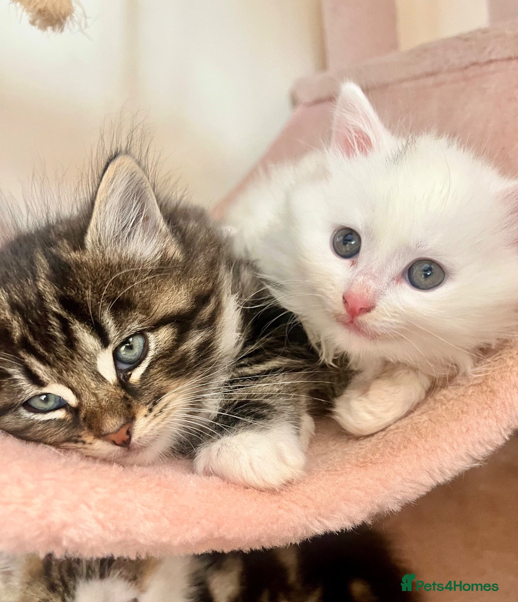 Siberian cats Three Very Fluffy Kittens!  - Advert 18