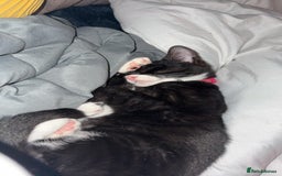 Domestic Shorthair cats for sale: Beautiful Tuxedo female - Image 1