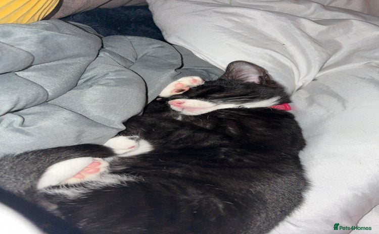 Domestic Shorthair cats - Advert 1