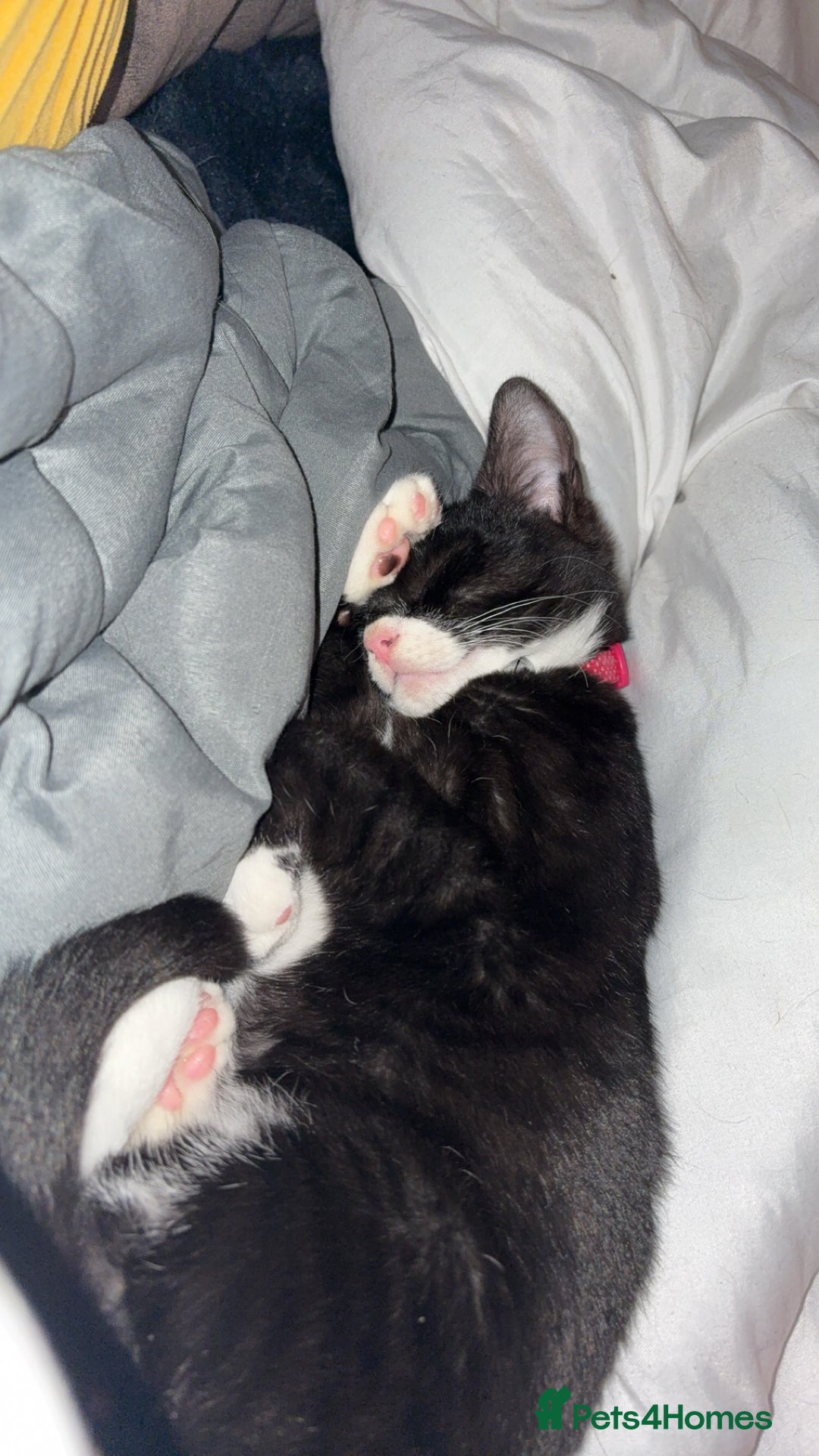 Domestic Shorthair cats for sale: Beautiful Tuxedo female - Image 1