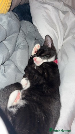 Domestic Shorthair cats - Advert 1