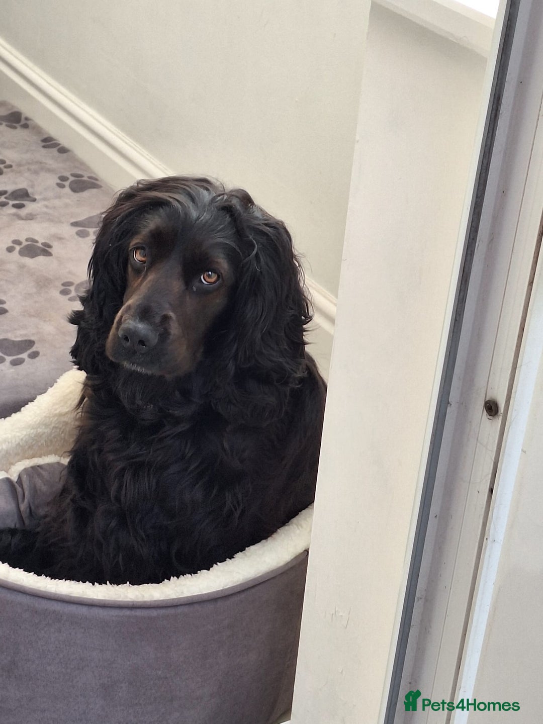 Mixed Breed dogs for sale: Bull sprocker puppies  - Advert 2