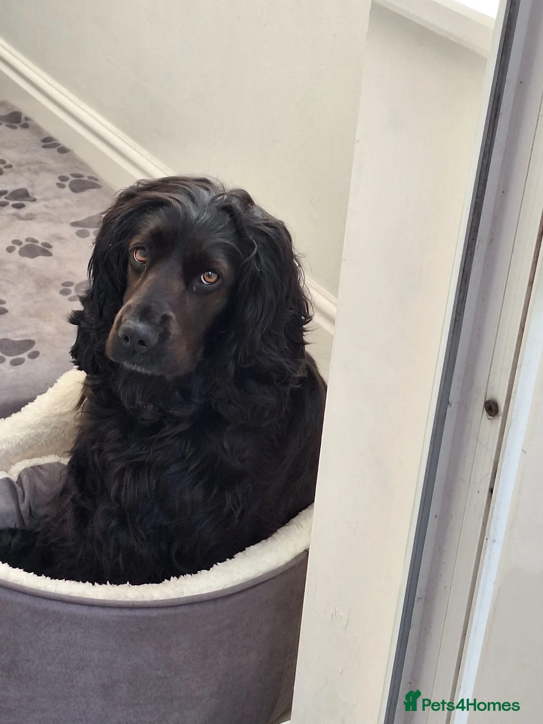 Mixed Breed dogs for sale: Spaniel cross staffy  - Advert 2