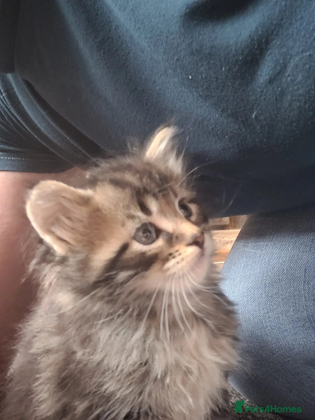 Maine Coon cats for sale: Only 1 little boy left Maine coon X kitten  - Advert 16