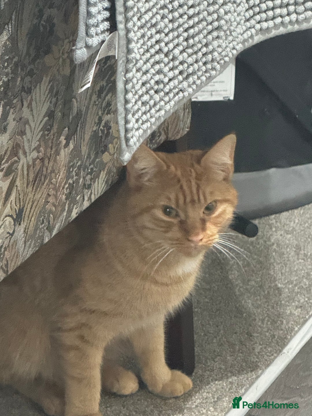 British Shorthair cats for sale: Milo, a short-haired ginger cat seeks loving home - Image 2