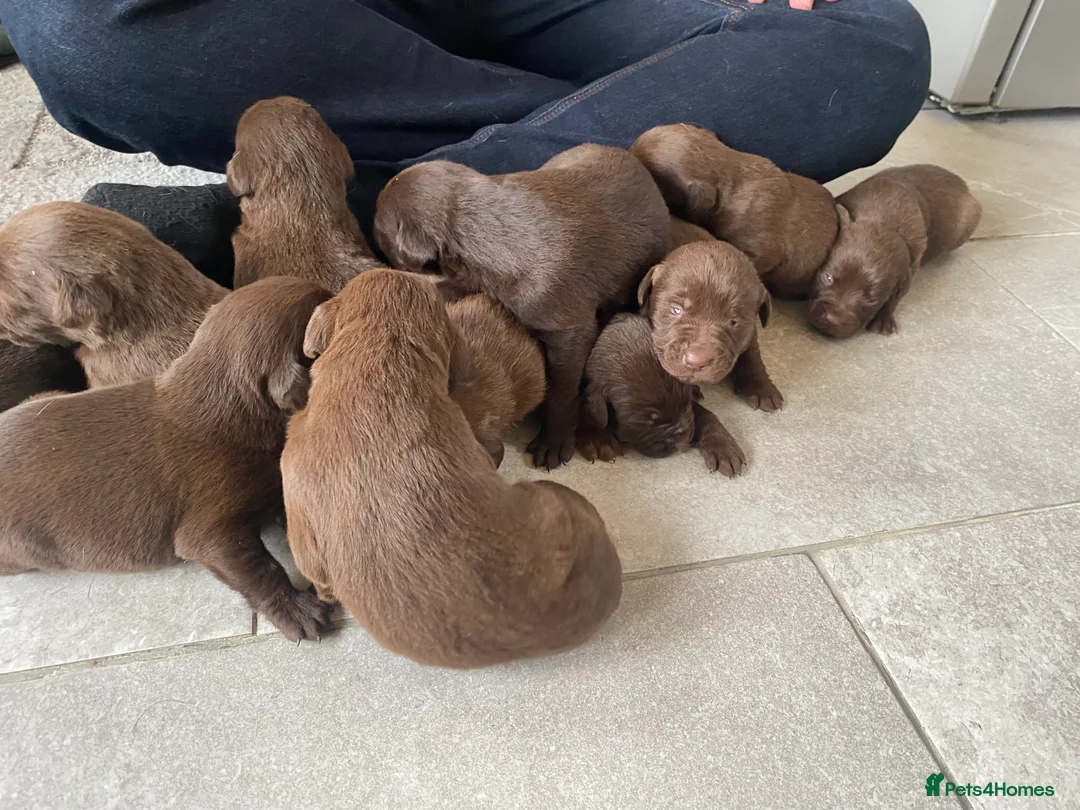 Labrador Retriever dogs for sale: BEAUTIFUL LITTER LABRADOR PUPS READY 9TH MARCH - Advert 4
