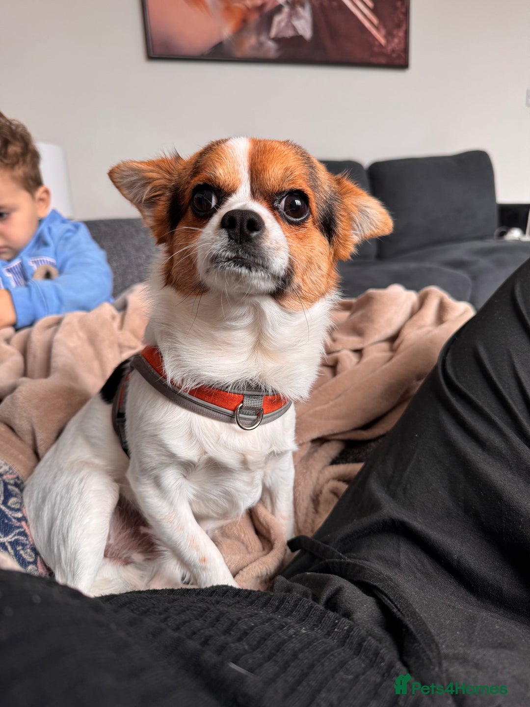 Mixed Breed dogs for sale: Jack 1 year old mixed breed small dog - Advert 1