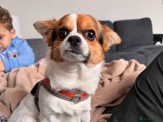 Mixed Breed dogs Jack 1 year old mixed breed small dog - Advert 13