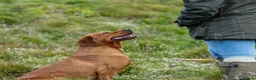 Labrador Retriever dogs for sale: Stunning KC Fox Red Boys & Girls Labradors  - Advert 19