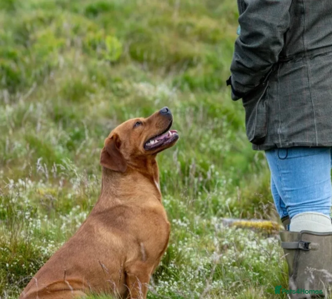 Labrador Retriever dogs for sale: Stunning KC Fox Red Boys & Girls Labradors  - Advert 19