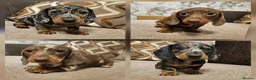 Miniature Dachshund dogs for sale: Ready to leave - one chocolate dapple boy left!  - Advert 2